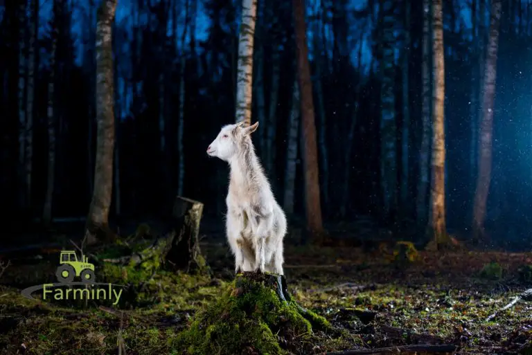 Goat on a stump at night