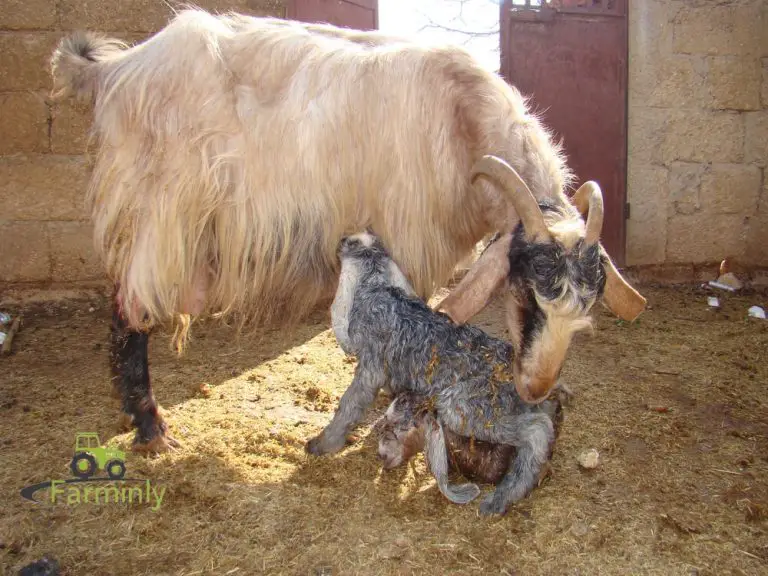 How Soon Can a Goat Get Pregnant After Giving Birth?