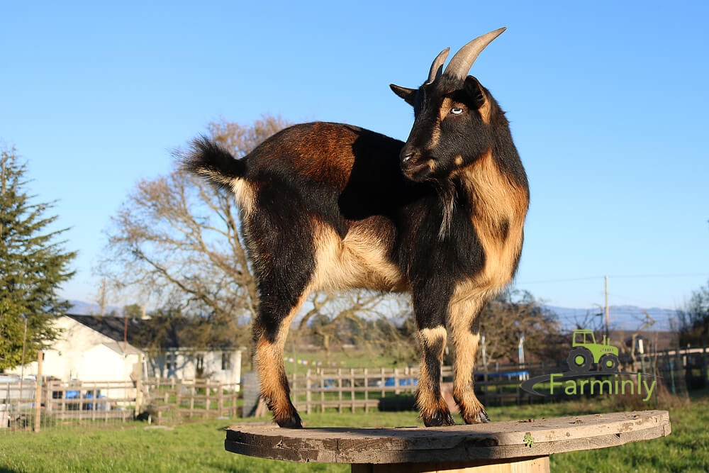 When Do Nigerian Dwarf Goats Get Horns? - Farminly