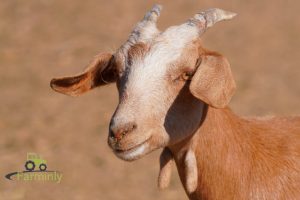 Do female goats have wattles