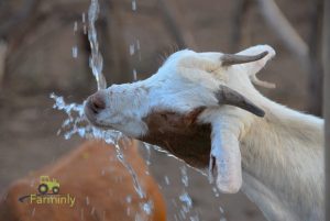 How long can goats go without water