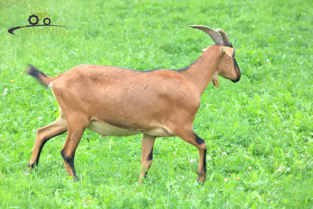 Goat with wattles on field