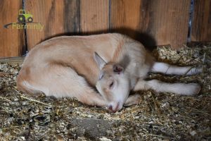 Blonde goat at sleep