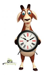 What Time Do Goats Wake Up