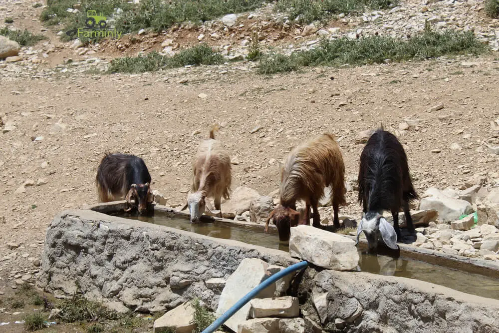Troop of goats drinking water