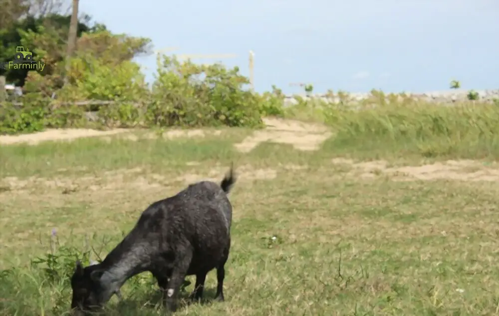 black Nigerian dwarf goat