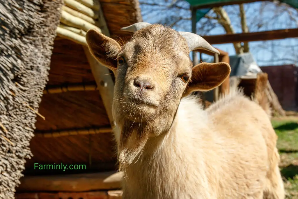 smart Nigerian dwarf goat