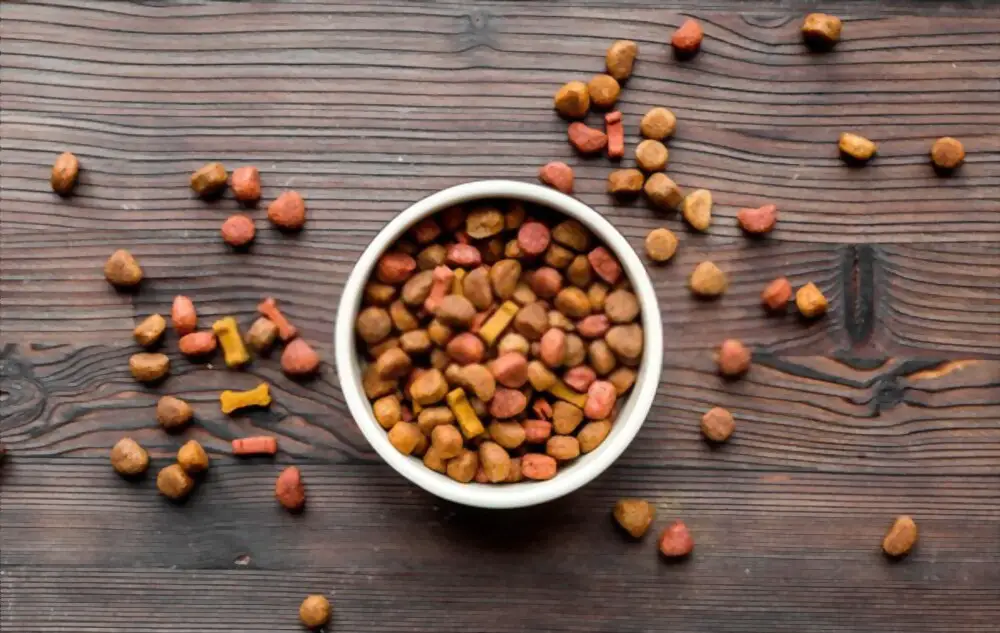 Dry dog food in bowl