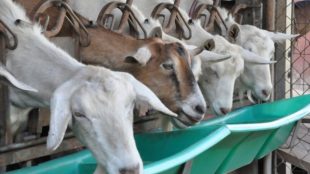 Can Goats Eat Dog Food? (Answered)