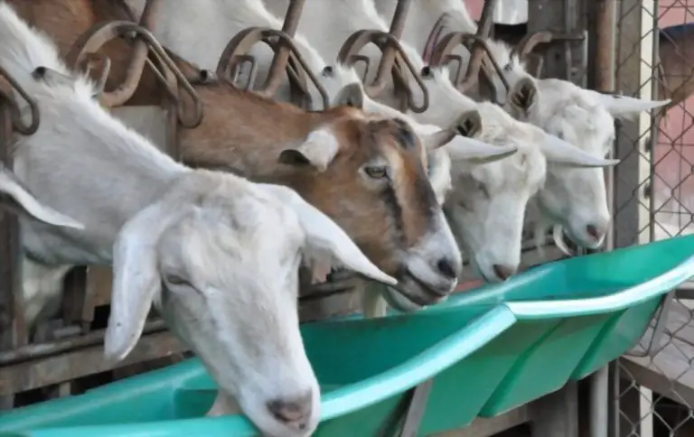 Can Goats Eat Dog Food? What You Need To Know