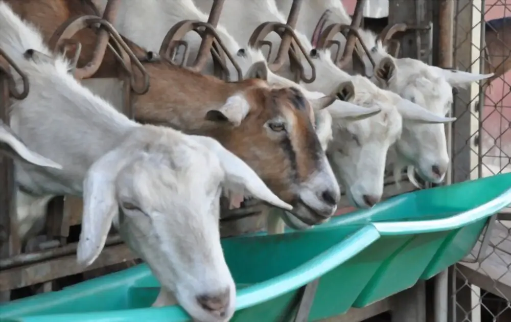 goats eating food