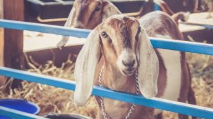 When Is It Too Late To Disbud A Goat? (For Beginners)