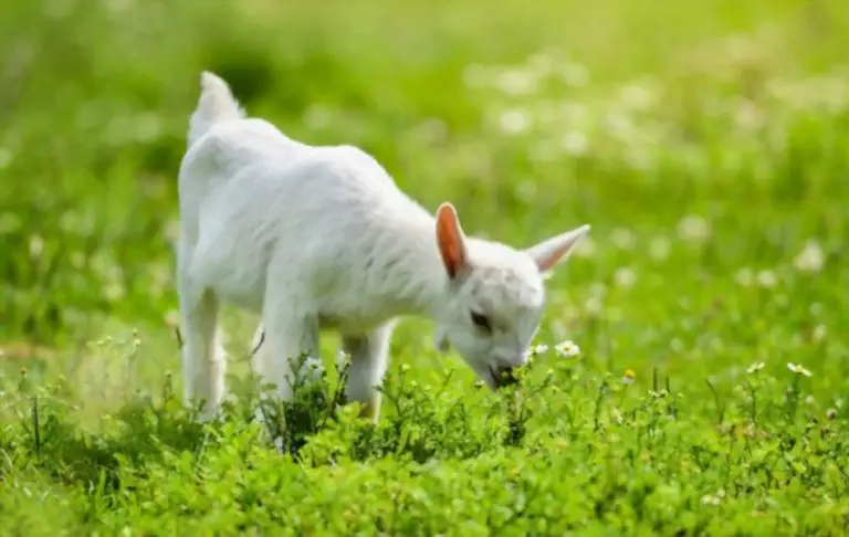 Can Goats Eat Daisies? The Answer Might Surprise You