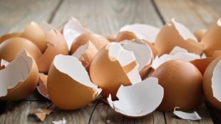 Can Pigs Eat Eggshells? (Safe/Harmful?)