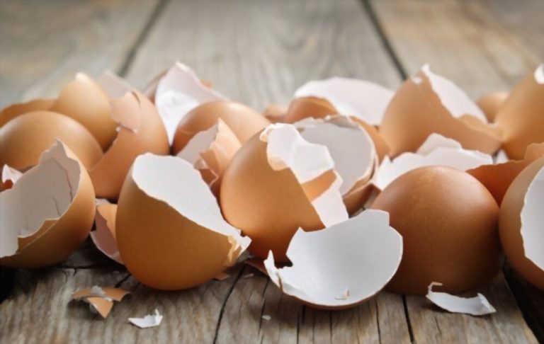Can Pigs Eat Egg Shells? What You Need to Know
