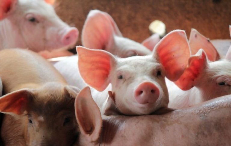 Do Pigs Eat Humans? Exploring the Facts