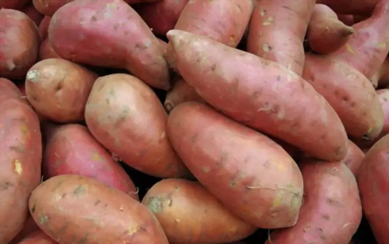 Can Pigs Eat Sweet Potatoes? (Raw or Cooked?)