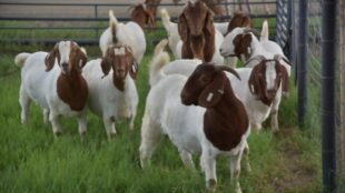 How Many Babies Do Boer Goats Have At Once?