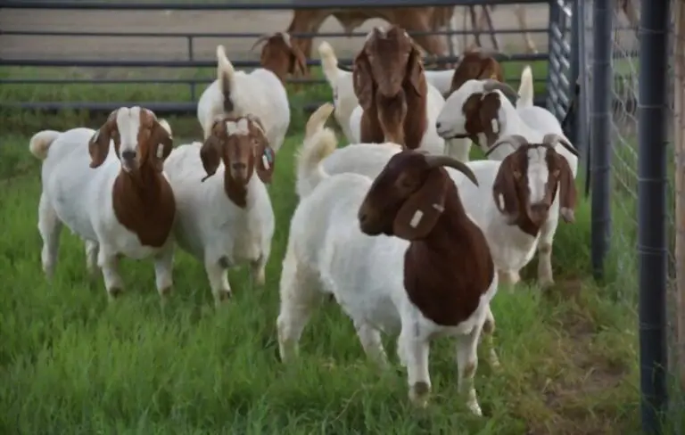 How Many Babies Do Boer Goats Usually Have?