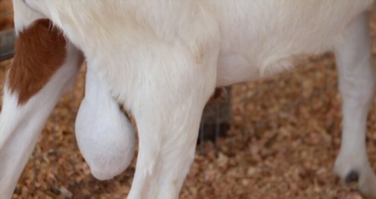 Why Do Goats Have Big Balls? The Science Explained