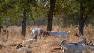 The Best Goats For Land Clearing In 2022
