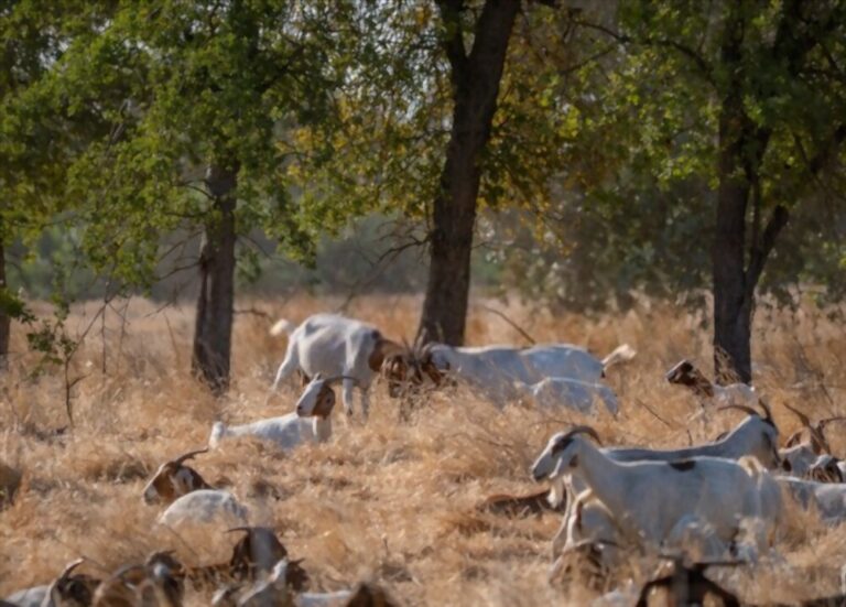 4 of the Best Goats for Clearing Brush in 2023