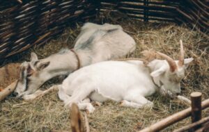 Goats sleep