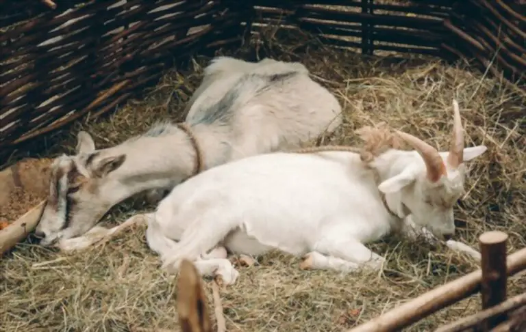 Do Goats Sleep Standing Up with Their Eyes Open?
