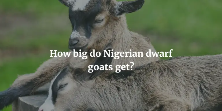 How Big Do Nigerian Dwarf Goats Get Weight-wise?