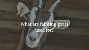 What Are Fainting Goats Used For?