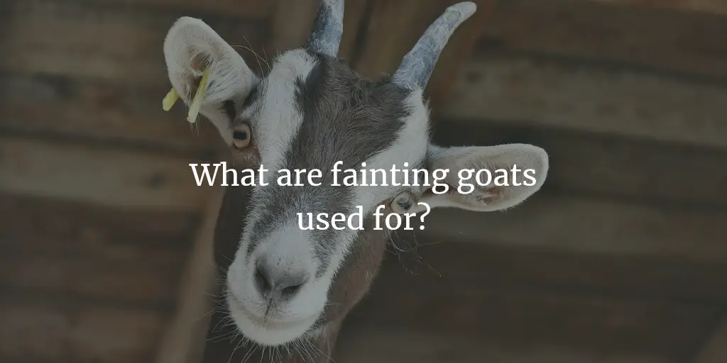 what are fainting goats used for