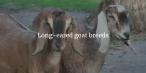 long-eared goat breeds
