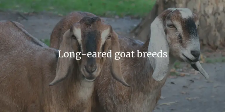 The Best Long-Eared Goat Breeds for Your Farm