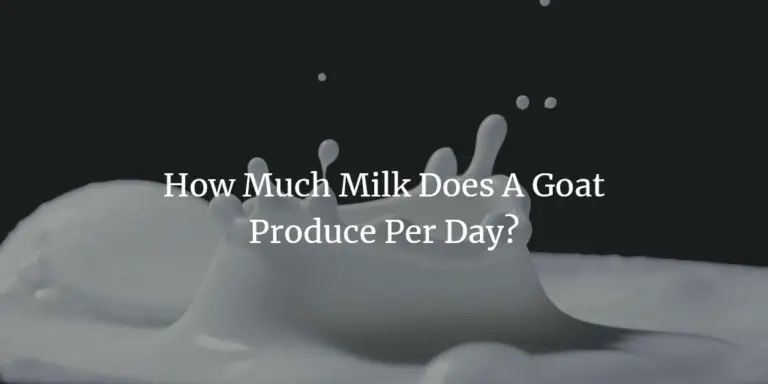How Much Milk Does A Goat Produce Per Day