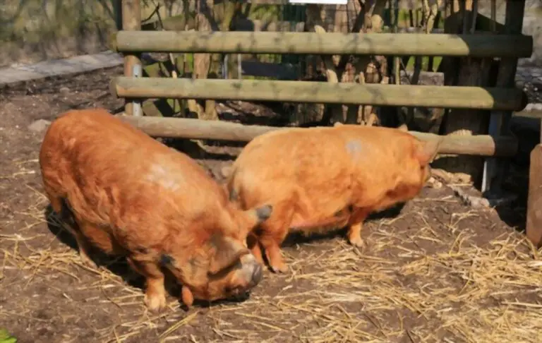 Kunekune Pig Facts: How Big Do They Get?