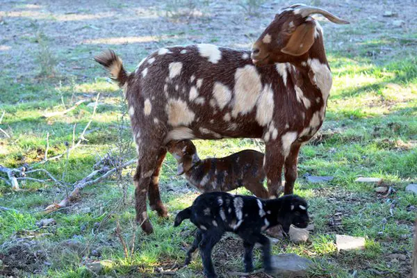 Local Nigerian dwarf goat
