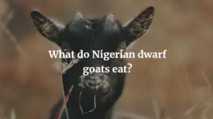 What Do Nigerian Dwarf Goats Eat? (2022 Guide)