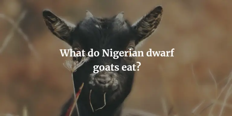 What Do Nigerian Dwarf Goats Eat: A Comprehensive Guide