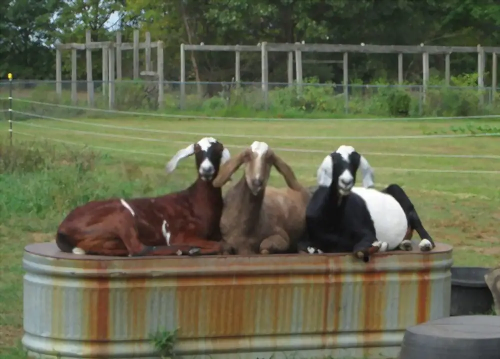 Nubian goats resting