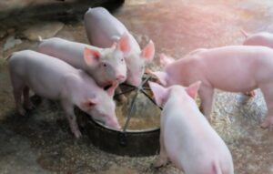 pigs eating solid food