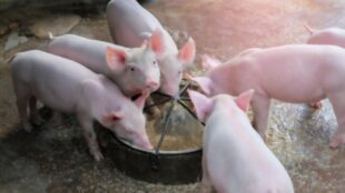 When Do Piglets Start Eating Solid Food?