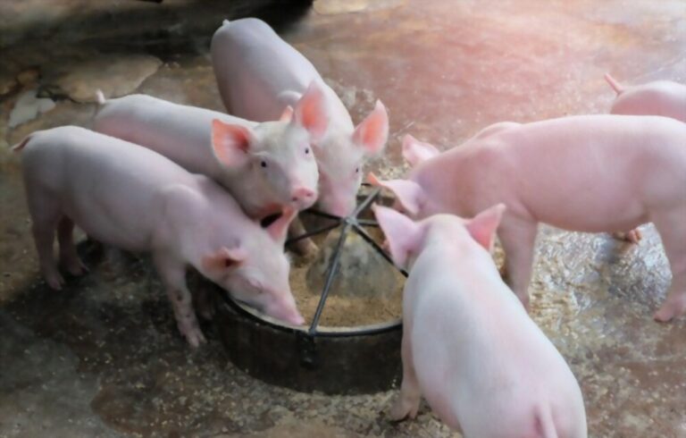 When Do Piglets Start Eating Solid Food?