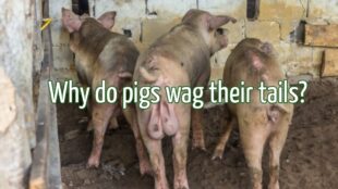 Do Pigs Eat Their Babies? (9 Reasons Why They Savage) - Farminly