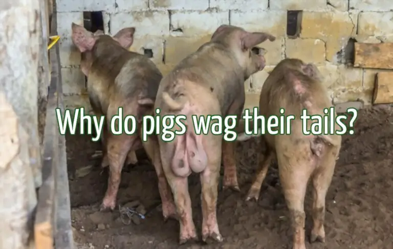 Why Pigs Wag Their Tails – The Science Behind It