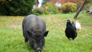 What Do Potbelly Pigs Eat & How Often Should You Feed Them?