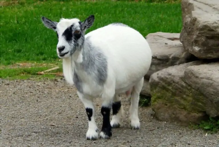 How To Tell If Your Goat is Pregnant or Just Fat: Top Signs