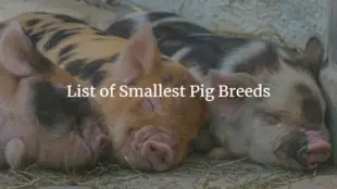 Top 10 Smallest Pig Breeds In The World (2022 List)