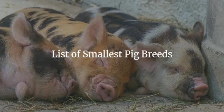smallest pig breeds