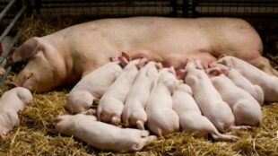 Do Pigs Eat Their Babies? (9 Reasons Why They Savage)