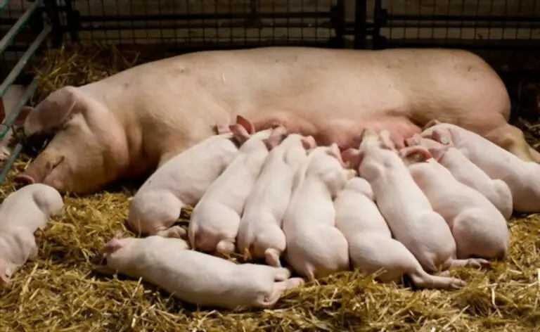 pig with her babies